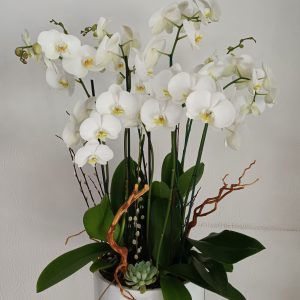 Maceta de 4 orquídeas
