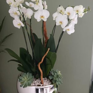 Maceta de 3 orquideas en base de ceramica